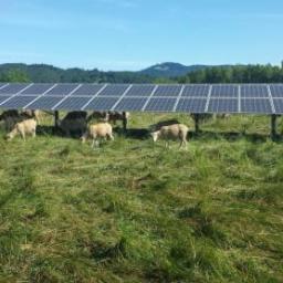 Sunpark Polska Sp. z o.o. - Panele słoneczne na łące z pasącymi się owcami, w tle las i wzgórza.