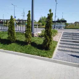 Aranżacja zieleni z czterema tujami wzdłuż chodnika i schodów prowadzących na parking przed sklepem.