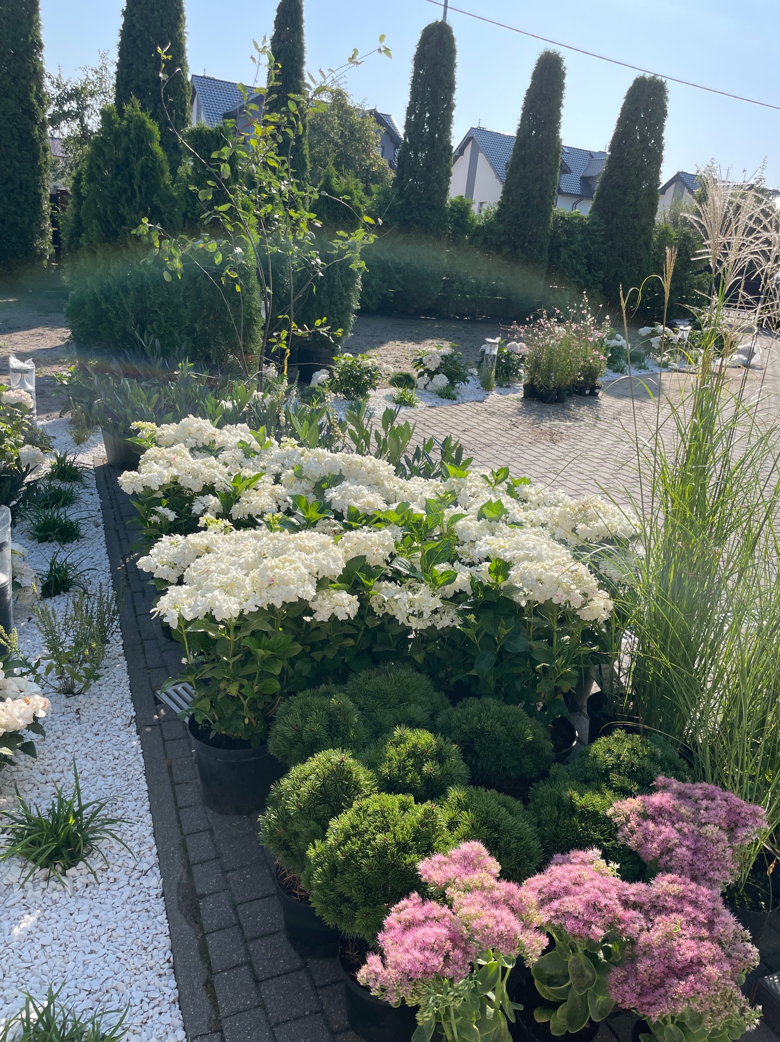 Aranżacja roślin w donicach: białe hortensje, niskie zielone iglaki i różowe rozchodniki na tle kostki brukowej i białego żwiru.