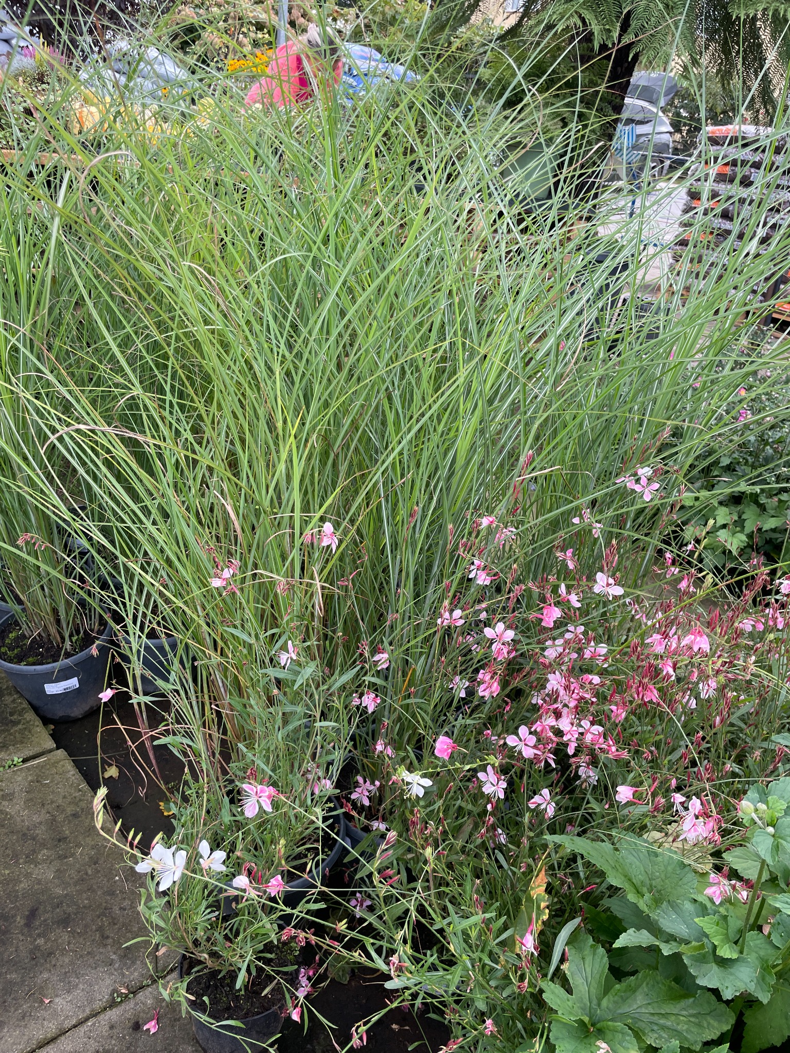 Wysokie trawy ozdobne w donicach, przeplatane delikatnymi różowymi i białymi kwiatami, ustawione na betonowej nawierzchni.