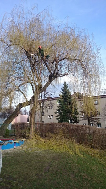Arborysta w hełmie i odzieży ochronnej przycina gałęzie płaczącej wierzby na tle budynku mieszkalnego i placu zabaw.