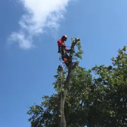 Arborysta w hełmie i uprzęży, podczas przycinania gałęzi drzewa z użyciem piły łańcuchowej, widok z dołu na tle błękitnego nieba z chmurami.