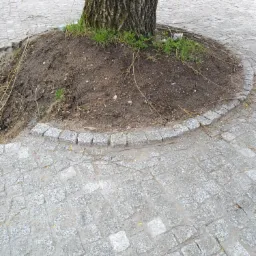 Obrzeże z kostki granitowej okalające ziemię wok&oacute;ł pnia drzewa na tle szarej kostki brukowej.