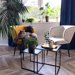 Wnętrze pokoju dziennego z szarym kotem leżącym na musztardowym fotelu, na podłodze parkiet ułożony w jodełkę, w tle okno z roślinami i granatowe zasłony.