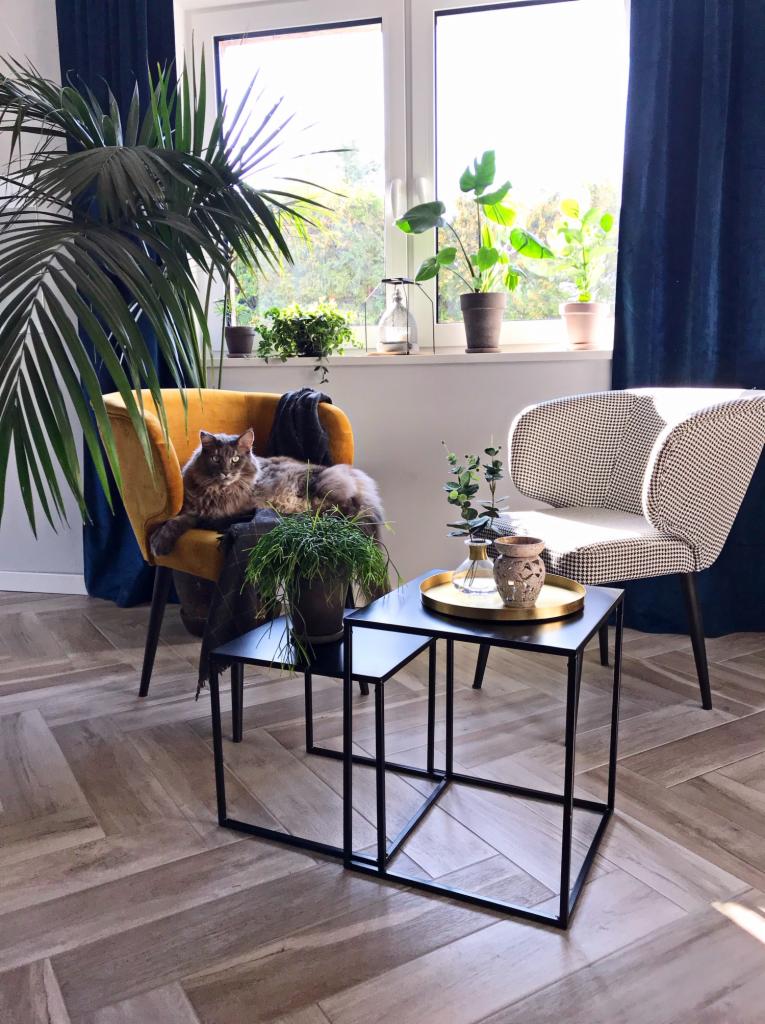 Wnętrze pokoju dziennego z szarym kotem leżącym na musztardowym fotelu, na podłodze parkiet ułożony w jodełkę, w tle okno z roślinami i granatowe zasłony.