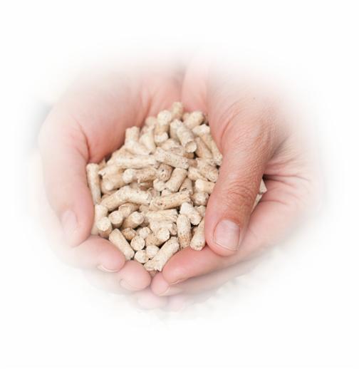 Dłonie trzymające garść jasnych, drewnianych peletów na rozmytym, białym tle.