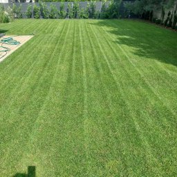 Trawa z rolki Rydzyna 1