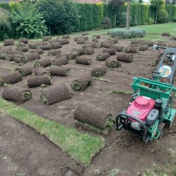 Trawa z rolki Rydzyna 1