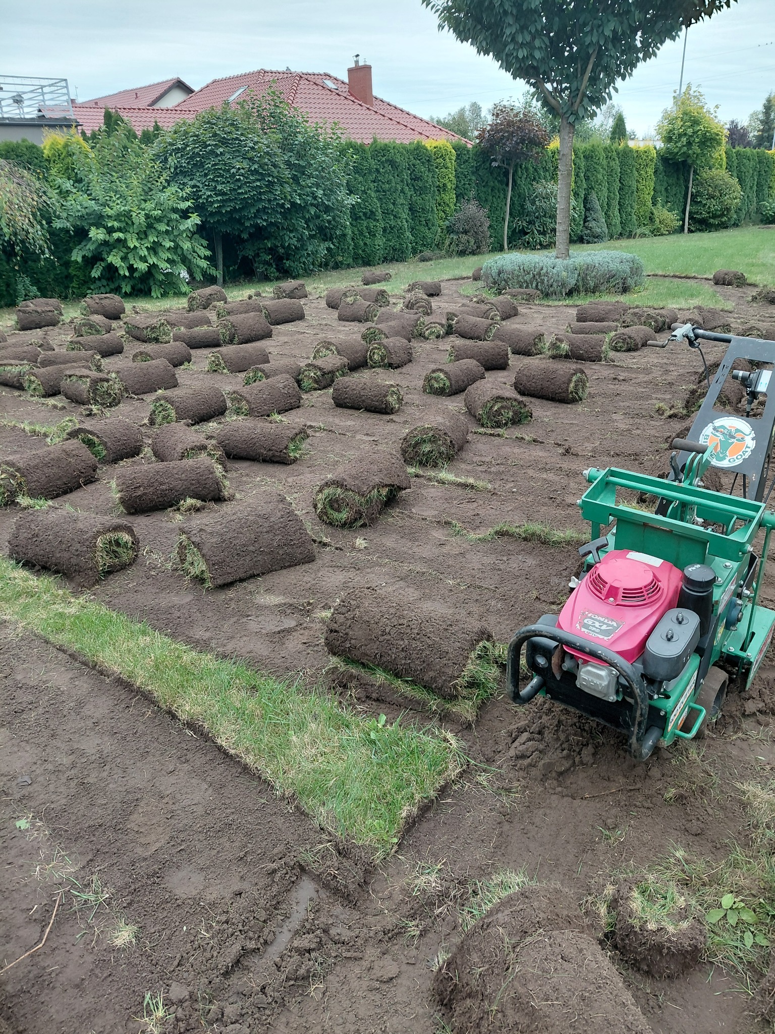 Rozkładanie trawy z rolki w ogrodzie, widoczna maszyna do trawy i przygotowany teren. Trawa w rolkach ułożona w rzędach, gotowa do rozłożenia.