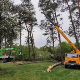 Żółty dźwig Jelcz i zielony podnośnik koszowy podczas wycinki drzew na zalesionej działce; pnie drzew leżą na trawie