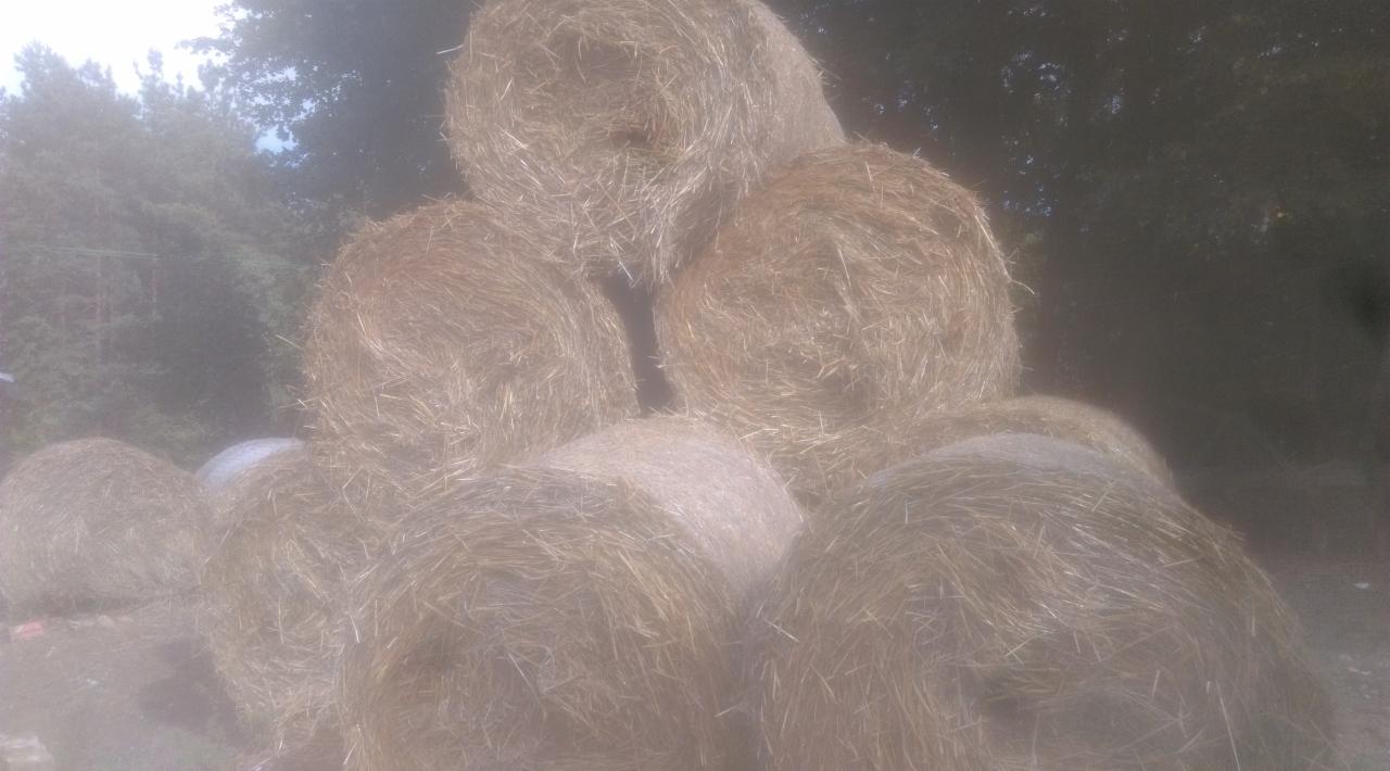 Stos okrągłych bel siana na polu w Kistowie, częściowo zasłonięty mgłą lub kurzem, z drzewami w tle.