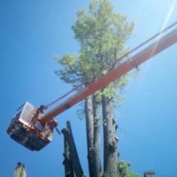 Wycinka drzew Mysłakowice 2