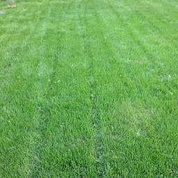 Wycinka drzew Mysłakowice 3