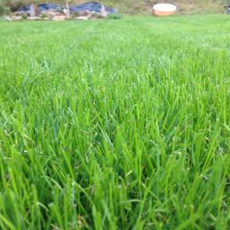 Trawnik po miesiącu i 4 dniach siany.i tylko siany 