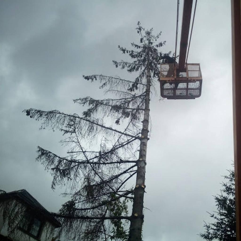 Wysoka sosna z obciętymi gałęziami, częściowo ogołocona, obok podnośnika koszowego z pracownikiem na tle pochmurnego nieba i fragmentu budynku.