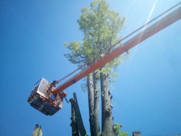 Pomarańczowy podnośnik koszowy z operatorem na tle błękitnego nieba, podczas wycinki wysokiego drzewa, widoczne ścięte pnie i korona drzewa.