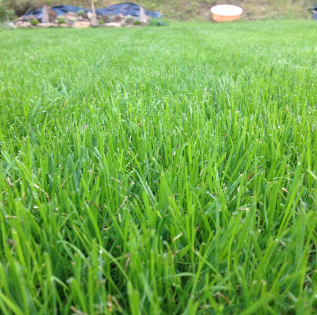 Trawnik po miesiącu i 4 dniach siany.i tylko siany