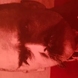 Portret mężczyzny w sepii, z widocznymi detalami twarzy i włosów, oświetlony ciepłym światłem.