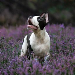 kingart.pl - fotografia psów