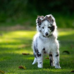 kingart.pl - Uroczy szczeniak owczarka szetlandzkiego o nietypowym umaszczeniu merle stoi na zielonej trawie w promieniach słońca. Widoczne logo fotografa w prawym dolnym rogu.
