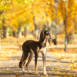 kingart.pl - Saluki w jesiennej scenerii parku, z opadłymi liśćmi i miękkim światłem. Pies o smukłej sylwetce, z długą sierścią na uszach, stoi na ścieżce, patrząc w bok.