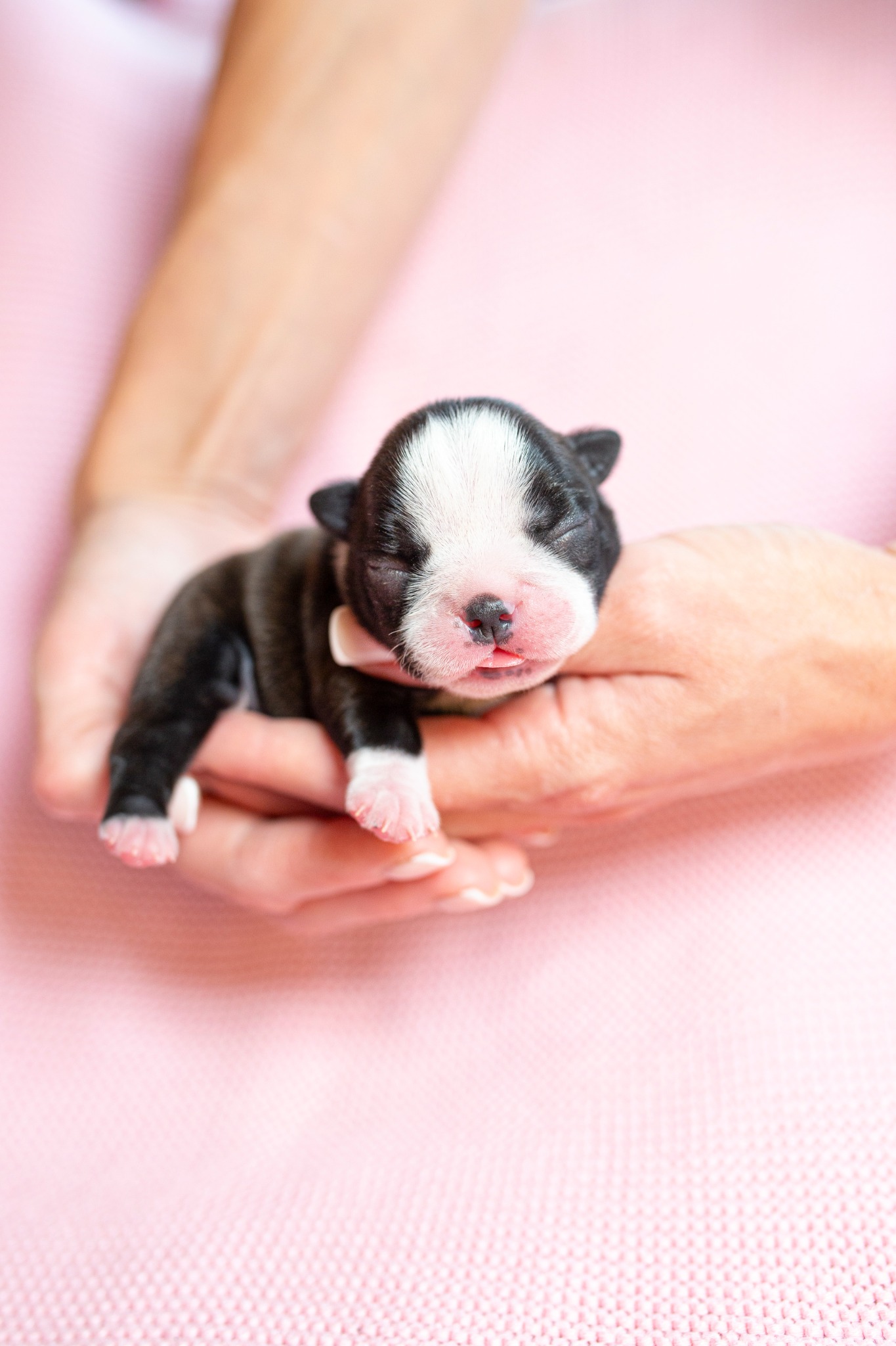 Nowonarodzony szczeniak rasy Boston Terrier śpiący w dłoniach na tle różowej dzianiny.