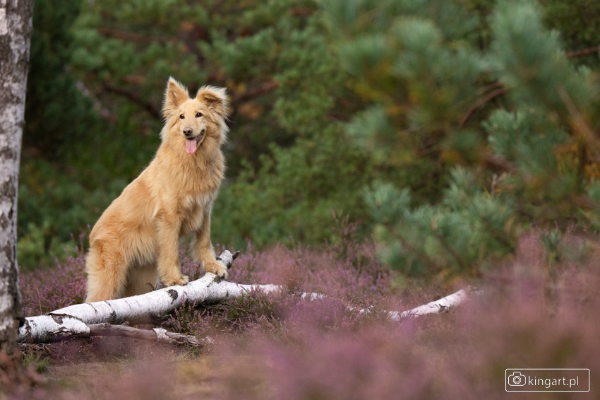 Złoty pies rasy mieszanej siedzi na powalonym pniu brzozy w lesie w Krakowie, z językiem na wierzchu i rozproszonym tłem z zielonych drzew i fioletowych wrzosów.