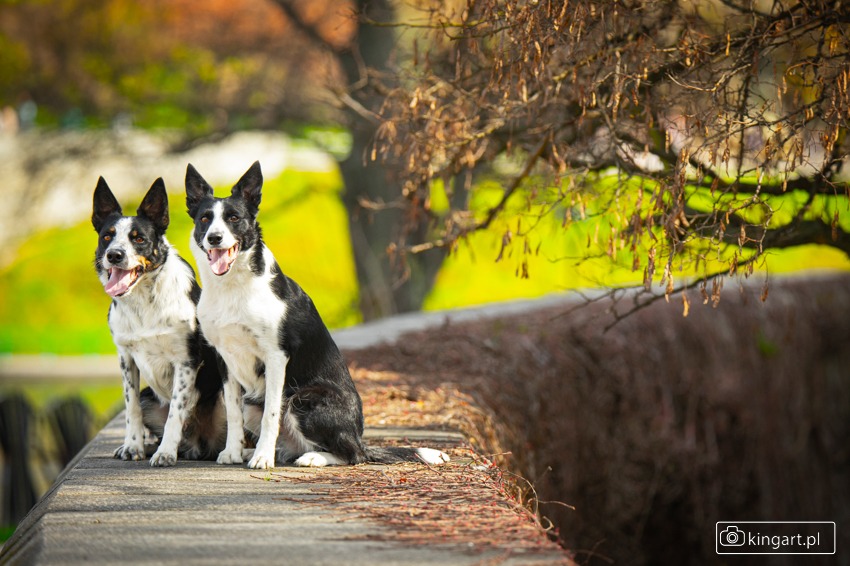 Dwa border collie siedzą na murku w parku, patrząc w obiektyw. Psy mają czarno-białe umaszczenie i otwarte pyszczki. W tle zieleń drzew i krzewów, ciepłe światło.