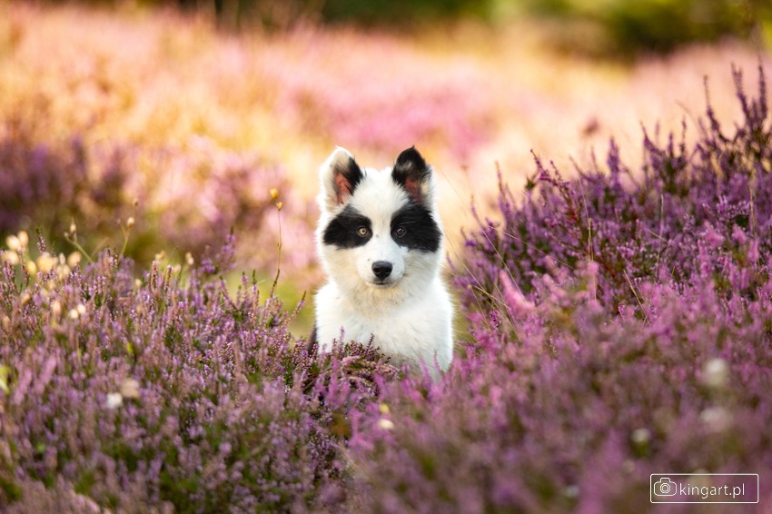 Uroczy szczeniak rasy border collie o nietypowym umaszczeniu, z czarnymi plamami wokół oczu, siedzi w fioletowych wrzosach, patrząc prosto w obiektyw. Ciepłe, rozproszone światło.