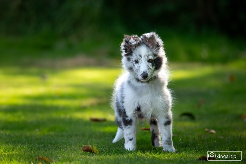 Uroczy szczeniak owczarka szetlandzkiego o nietypowym umaszczeniu merle stoi na zielonej trawie w promieniach słońca. Widoczne logo fotografa w prawym dolnym rogu.