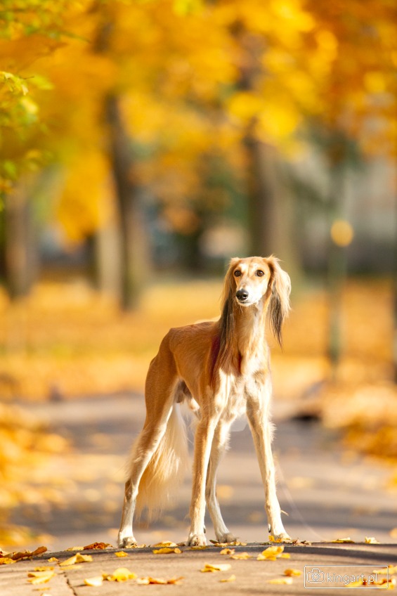 Saluki w jesiennej scenerii: elegancki pies o smukłej sylwetce stoi na ścieżce usłanej liśćmi, otoczony drzewami w odcieniach złota i pomarańczy.