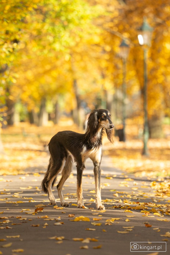 Saluki w jesiennej scenerii parku, z opadłymi liśćmi i miękkim światłem. Pies o smukłej sylwetce, z długą sierścią na uszach, stoi na ścieżce, patrząc w bok.
