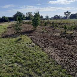 Usługi Wielobranżowe Piotr Milewski - Przygotowany pod sadzenie teren z młodymi drzewkami, widoczne ślady po maszynach, w tle zabudowania i kościół.