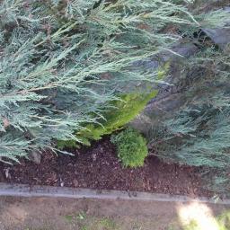 Adam Przyborowski - Nasadzenia iglaków: jałowce płożące o srebrzystych igłach i mała, kulista tuja przy betonowym obrzeżu rabaty.