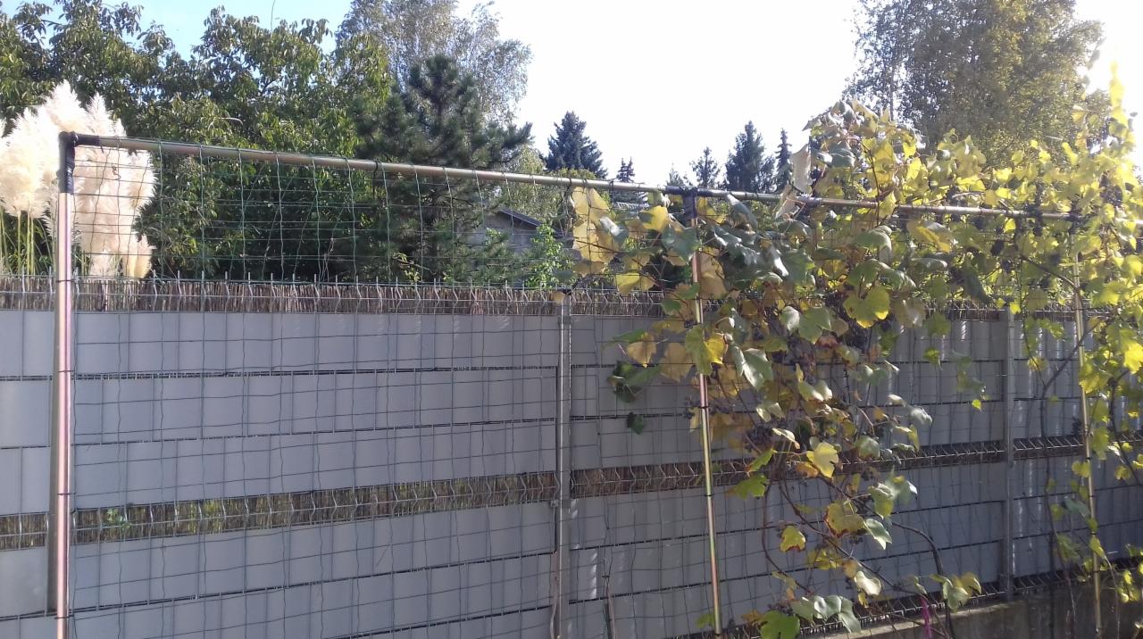 Panelowy płot z siatki i szarej osłony, częściowo porośnięty winoroślą, z ozdobnymi trawami po lewej stronie