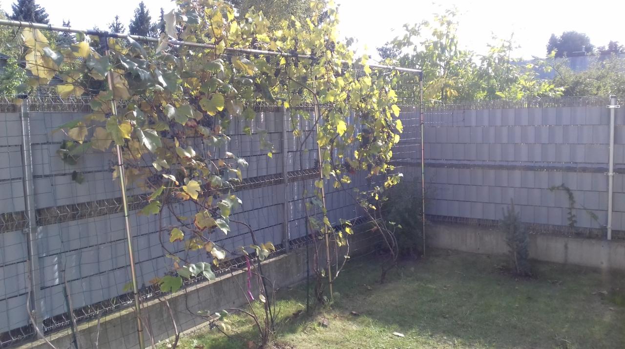 Szary panelowy płot z metalową siatką i metalową konstrukcją pod winorośl, zielony trawnik i drzewa w tle.