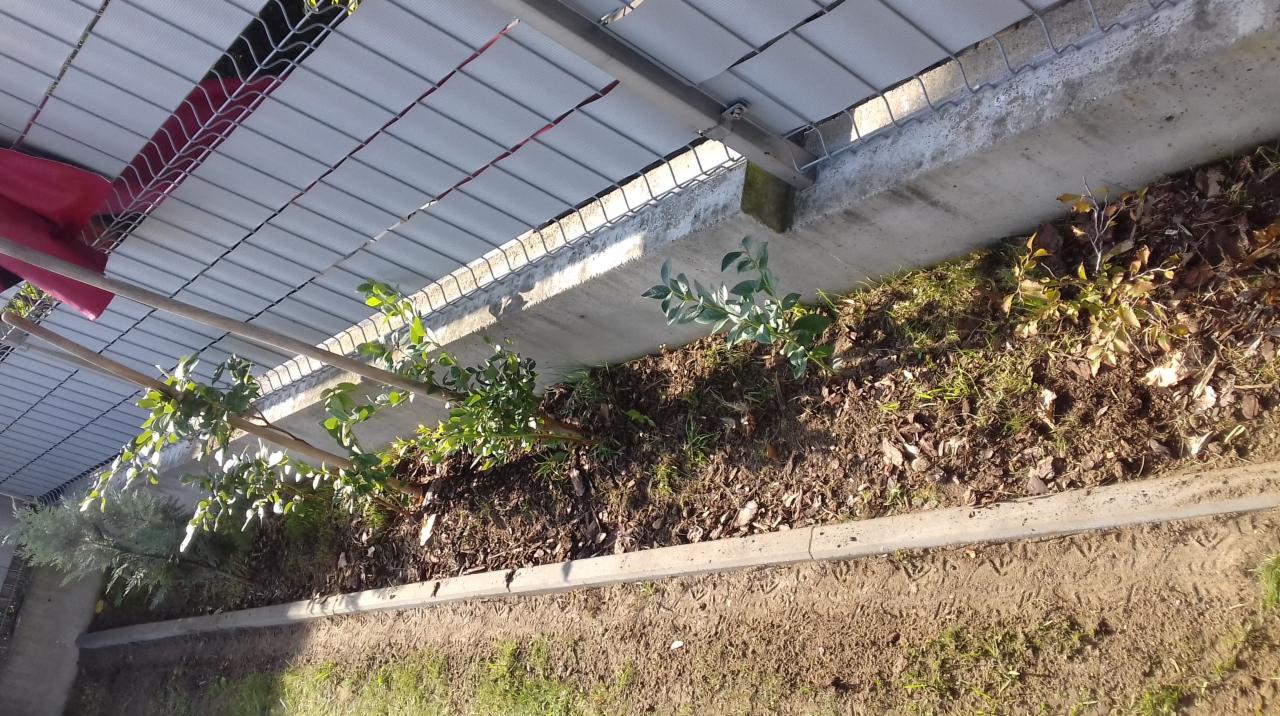 Widok z góry na wąski pas ziemi z posadzonymi krzewami i drzewkami, ograniczony betonowym krawężnikiem i ścianą, z metalową konstrukcją nad roślinami.