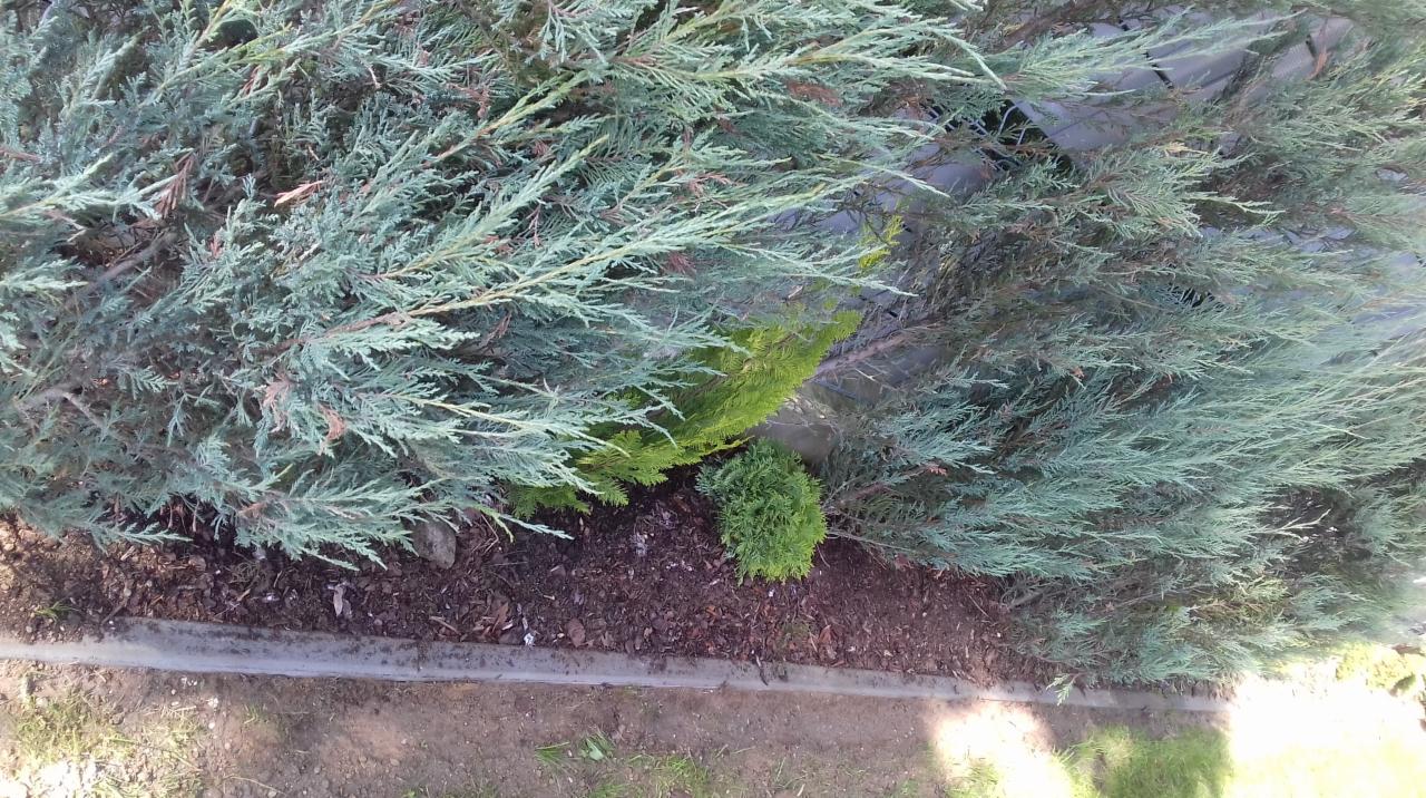 Nasadzenia iglaków: jałowce płożące o srebrzystych igłach i mała, kulista tuja przy betonowym obrzeżu rabaty.