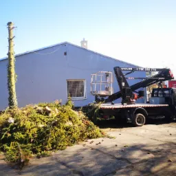 Cięcie drzewa z użyciem podnośnika koszowego, obok sterta gałęzi i pień z resztkami pnączy.