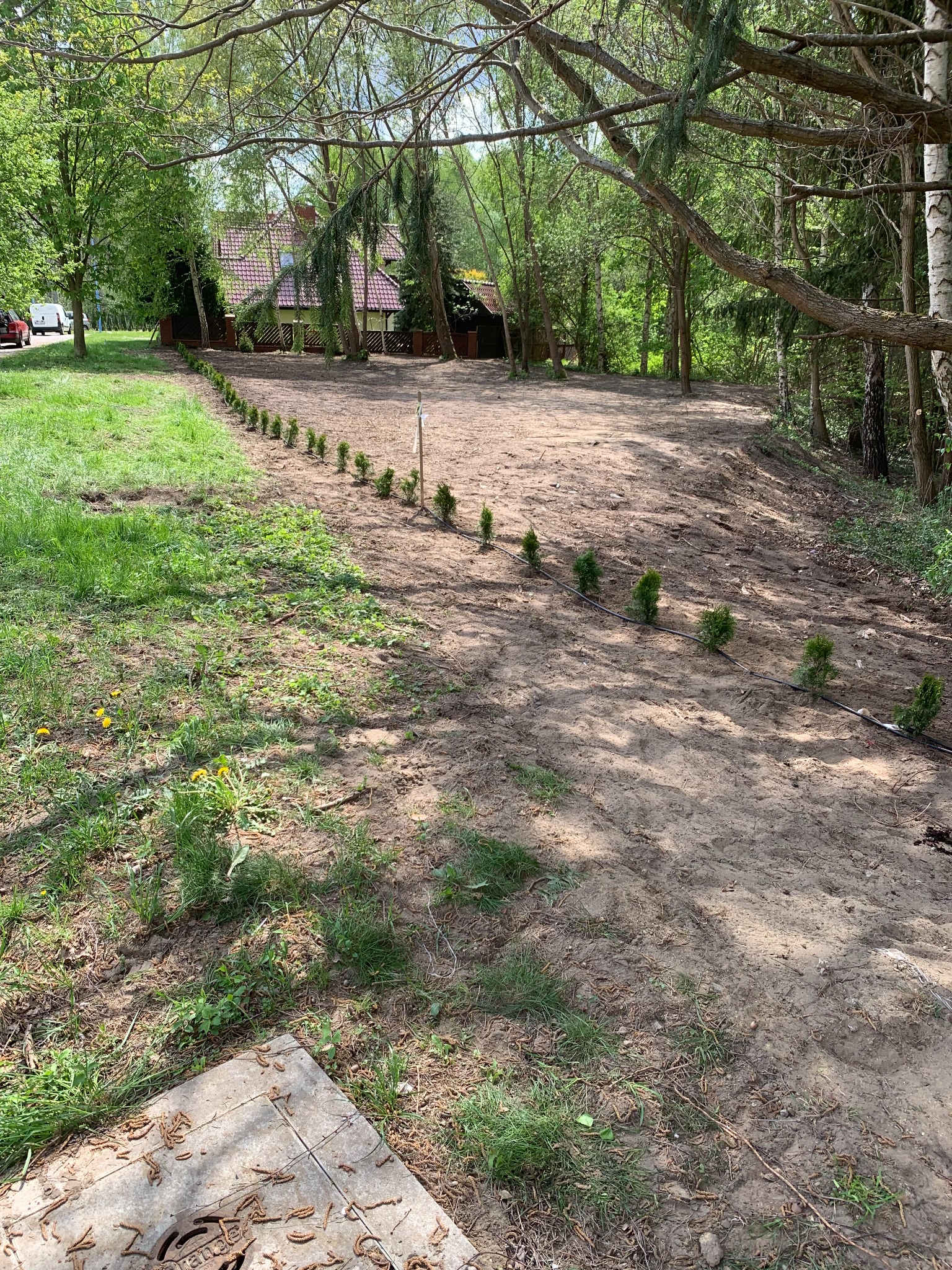 Świeżo posadzone, małe tuje szmaragdowe w rzędzie, z widoczną linią nawadniającą, na przygotowanym terenie podwórka z domem w tle.