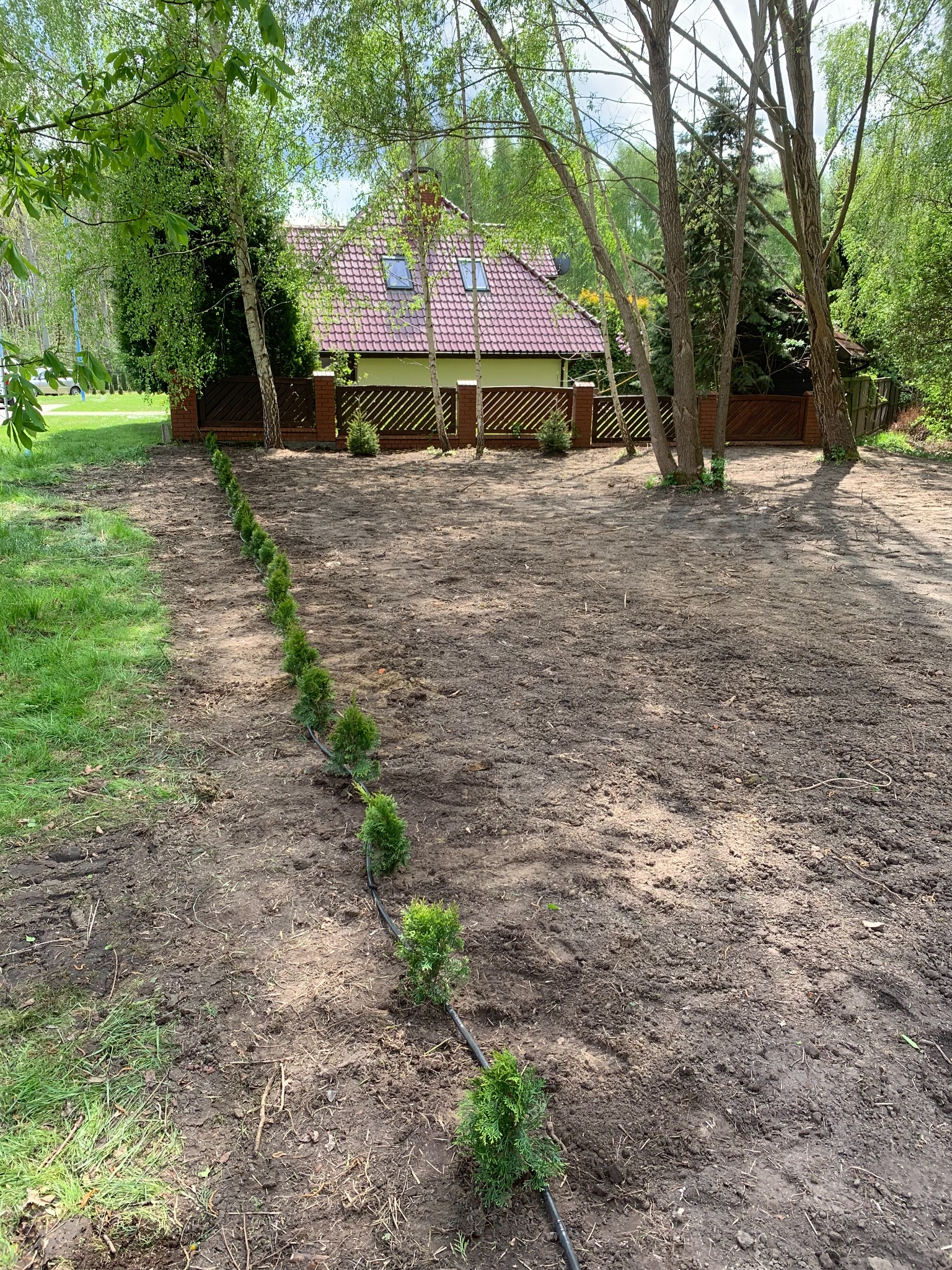 Rząd świeżo posadzonych, małych, zielonych drzewek iglastych wzdłuż granicy działki z widocznym systemem nawadniania kropelkowego, na tle domu z czerwoną dachówką i drewnianego ogrodzenia.