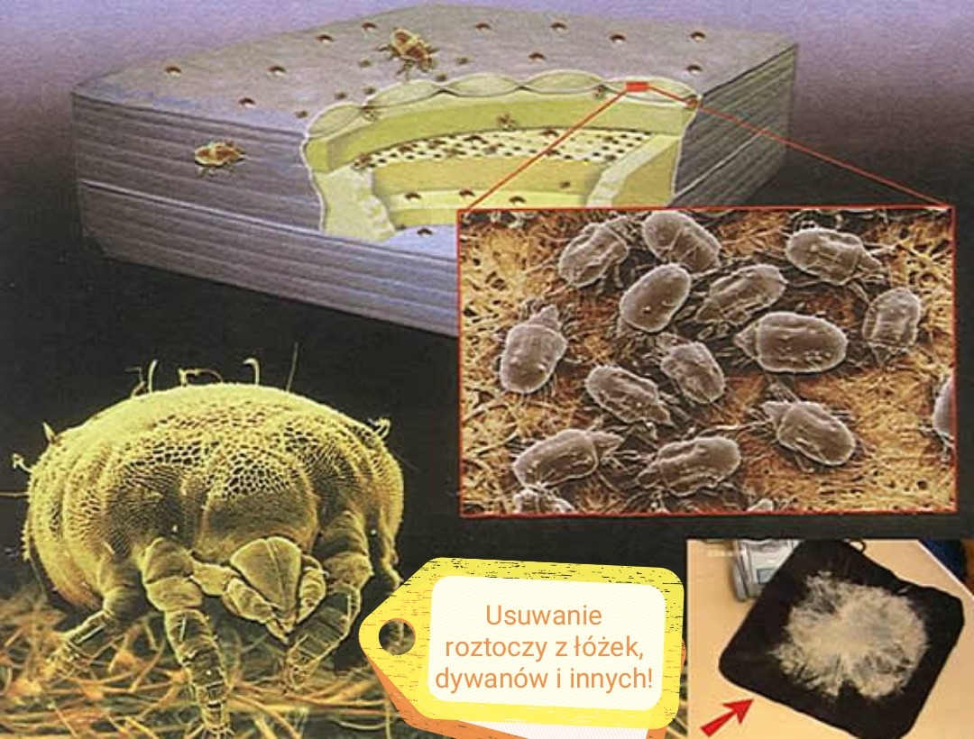 Ilustracja przedstawia powiększone roztocza kurzu domowego na przekroju materaca, z powiększeniem mikroskopowym kolonii roztoczy oraz zebranym kurzem na czarnym filtrze.