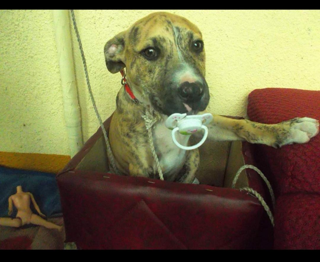 Brązowo-biały pies rasy pitbull siedzi w czerwonym pudełku, trzymając w pysku smoczek dla niemowląt, z widoczną częścią lalki bez głowy w tle.