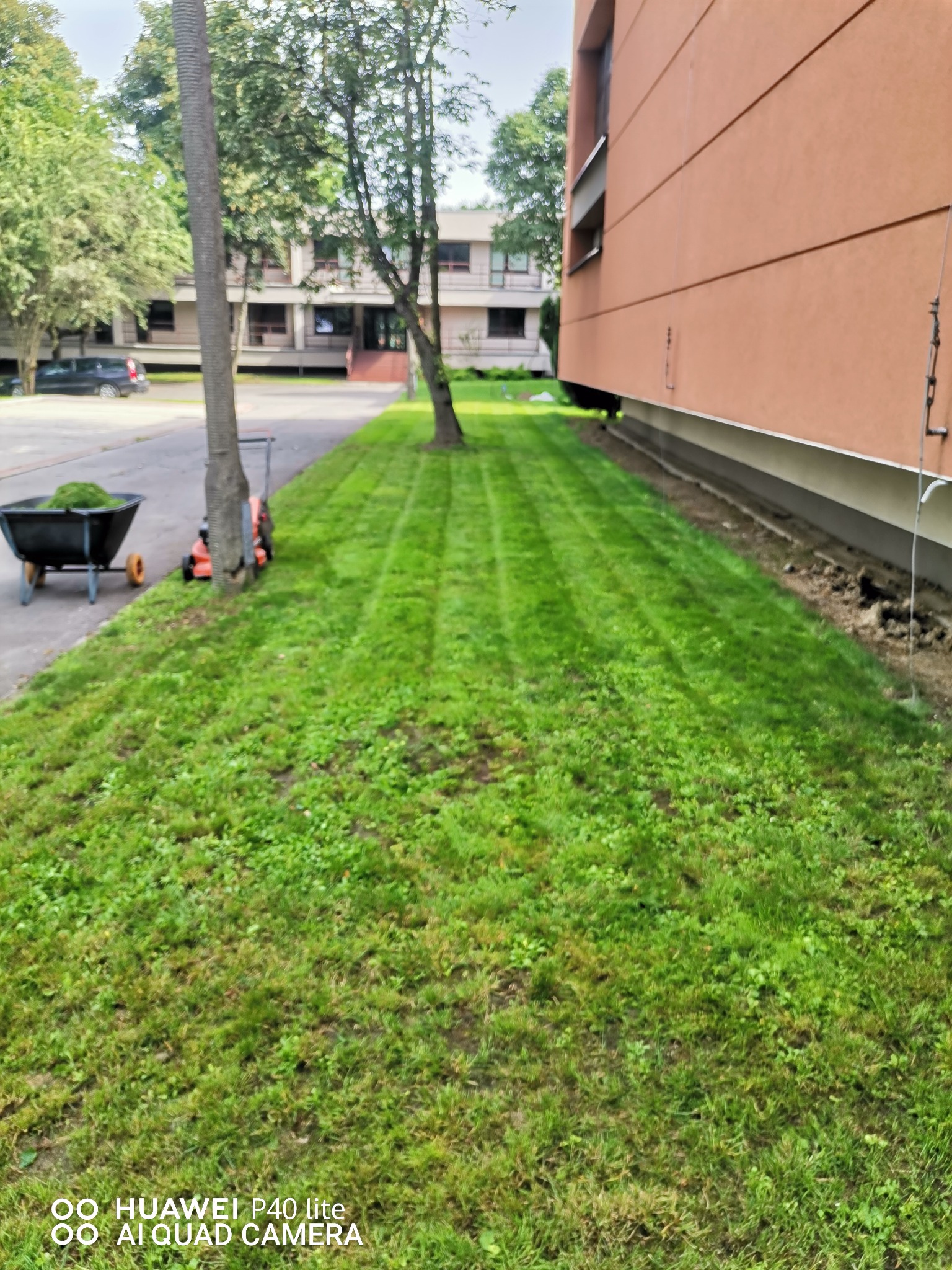 Świeżo skoszony trawnik z widocznymi pasami, kosiarka i taczka z trawą przy drzewie, budynek w tle.