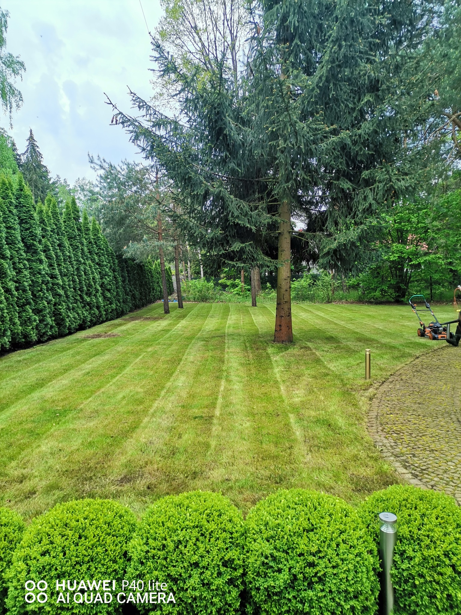 Starannie przystrzyżony trawnik z wyraźnymi pasami po koszeniu, otoczony żywopłotem z tui i drzewami, z kosiarką w tle.