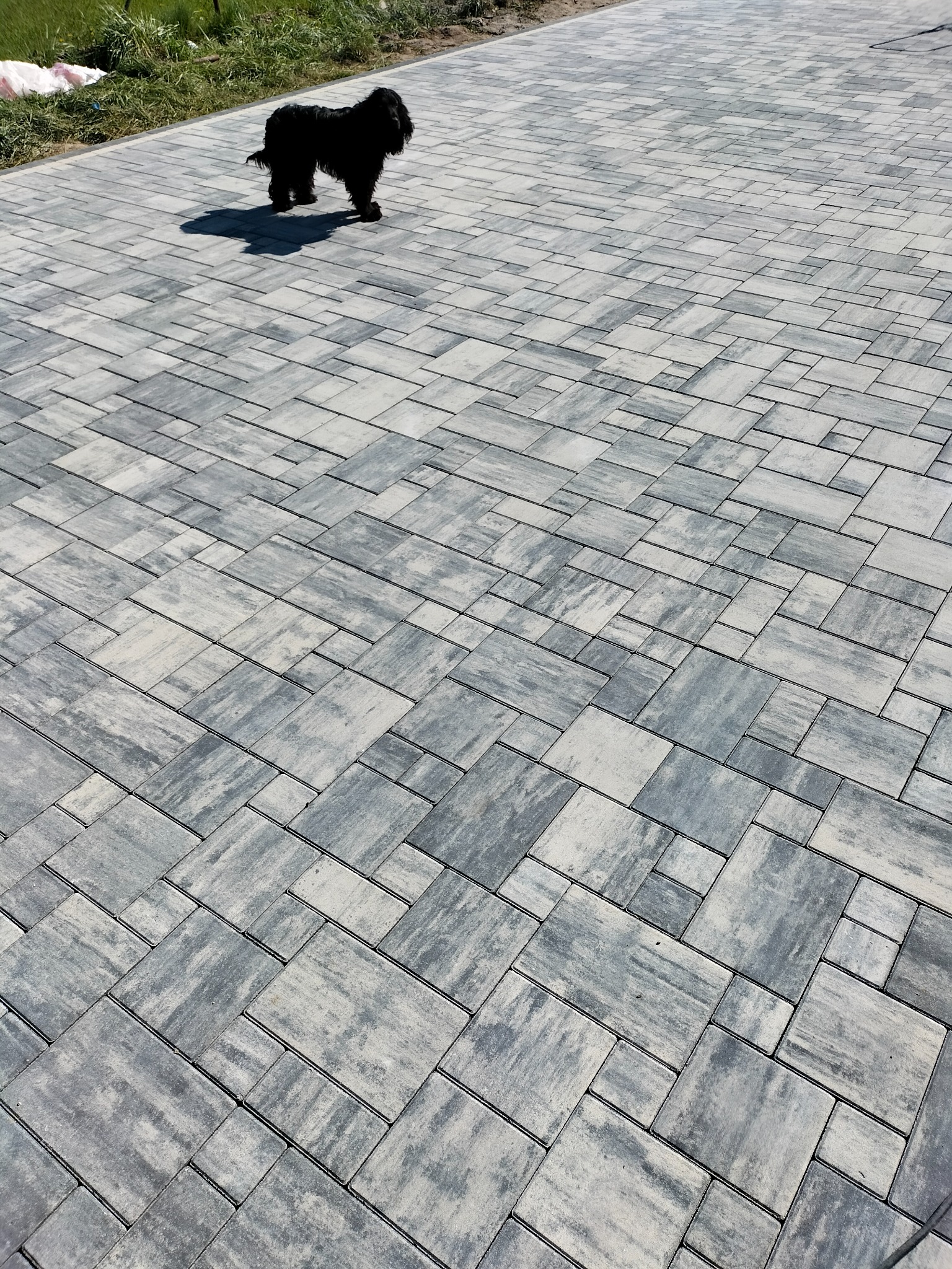 Nowa nawierzchnia z szarej kostki brukowej ułożonej we wzór z różnej wielkości elementów, z czarnym psem rasy PON spacerującym po niej.