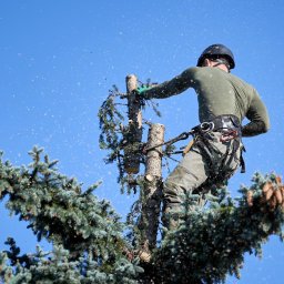 Wycinka i pielęgnacja drzew Adrian Owczarek - Najwyższej Klasy Ścinanie Drzew Inowrocław