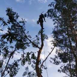 Wycinka i pielęgnacja drzew Adrian Owczarek - Najlepsze Wycinanie Drzew Włocławek