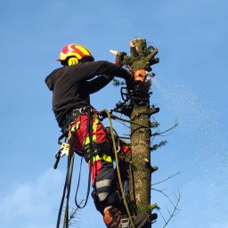 Wycinka i pielęgnacja drzew Adrian Owczarek - Pierwszorzędne Utrzymanie Ogrodów Radziejów