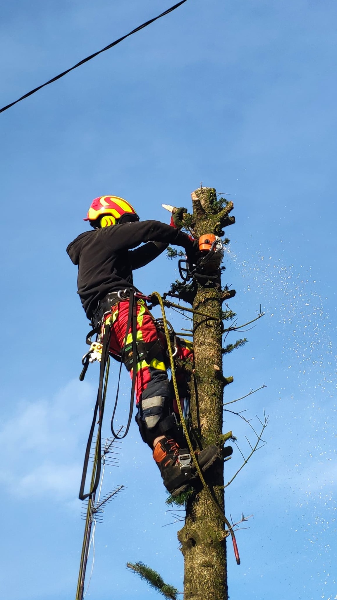 Arborysta w kasku, zabezpieczony linami, przycina gałęzie drzewa piłą spalinową w Toruniu, na tle błękitnego nieba, widać opiłki drewna.